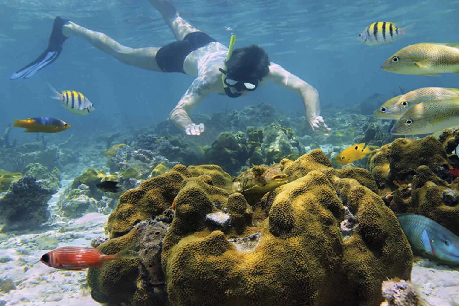 Cahuita Snorkeling y Caminata en la Selva Tropical