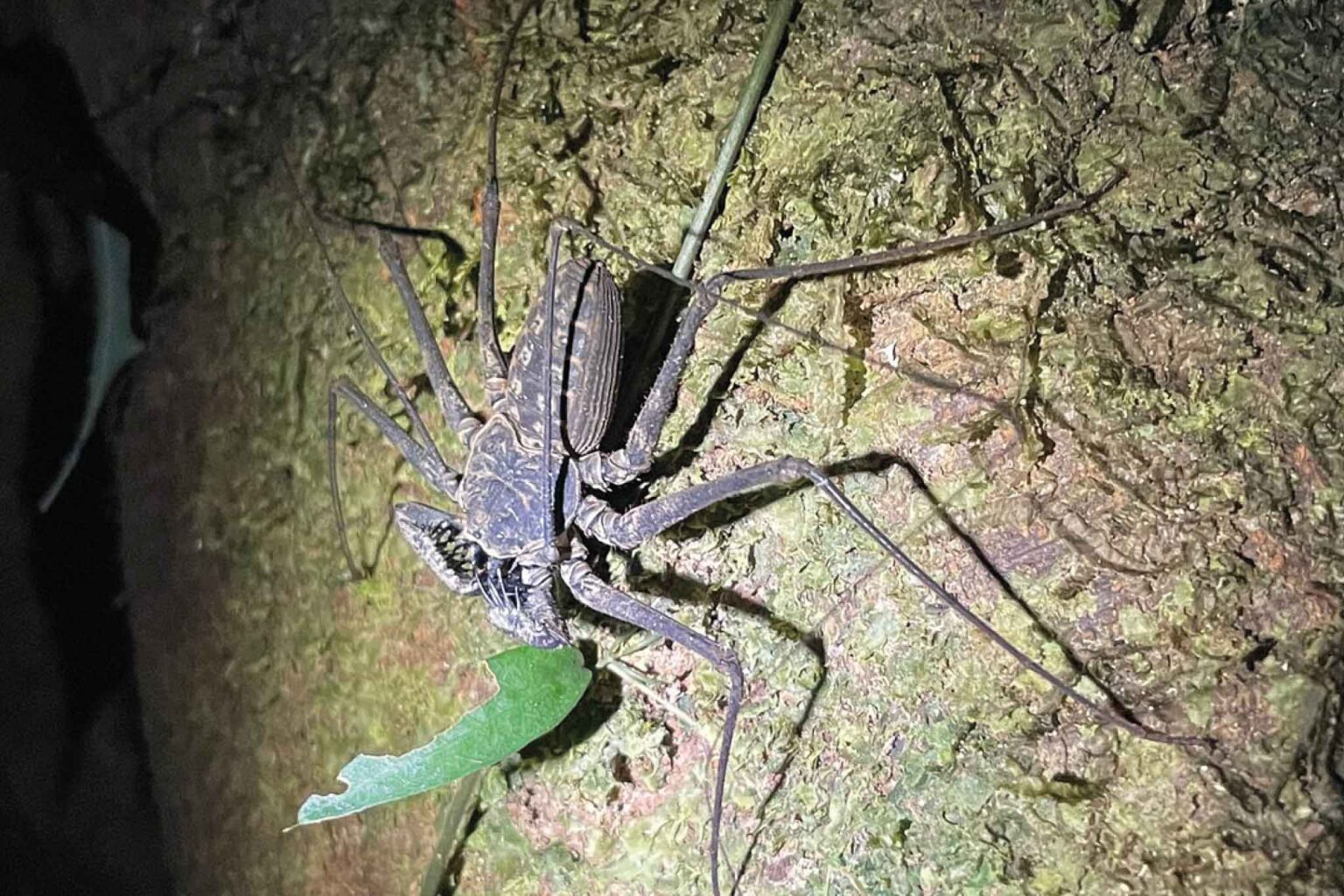 Manuel Antonio Night Walk Tour