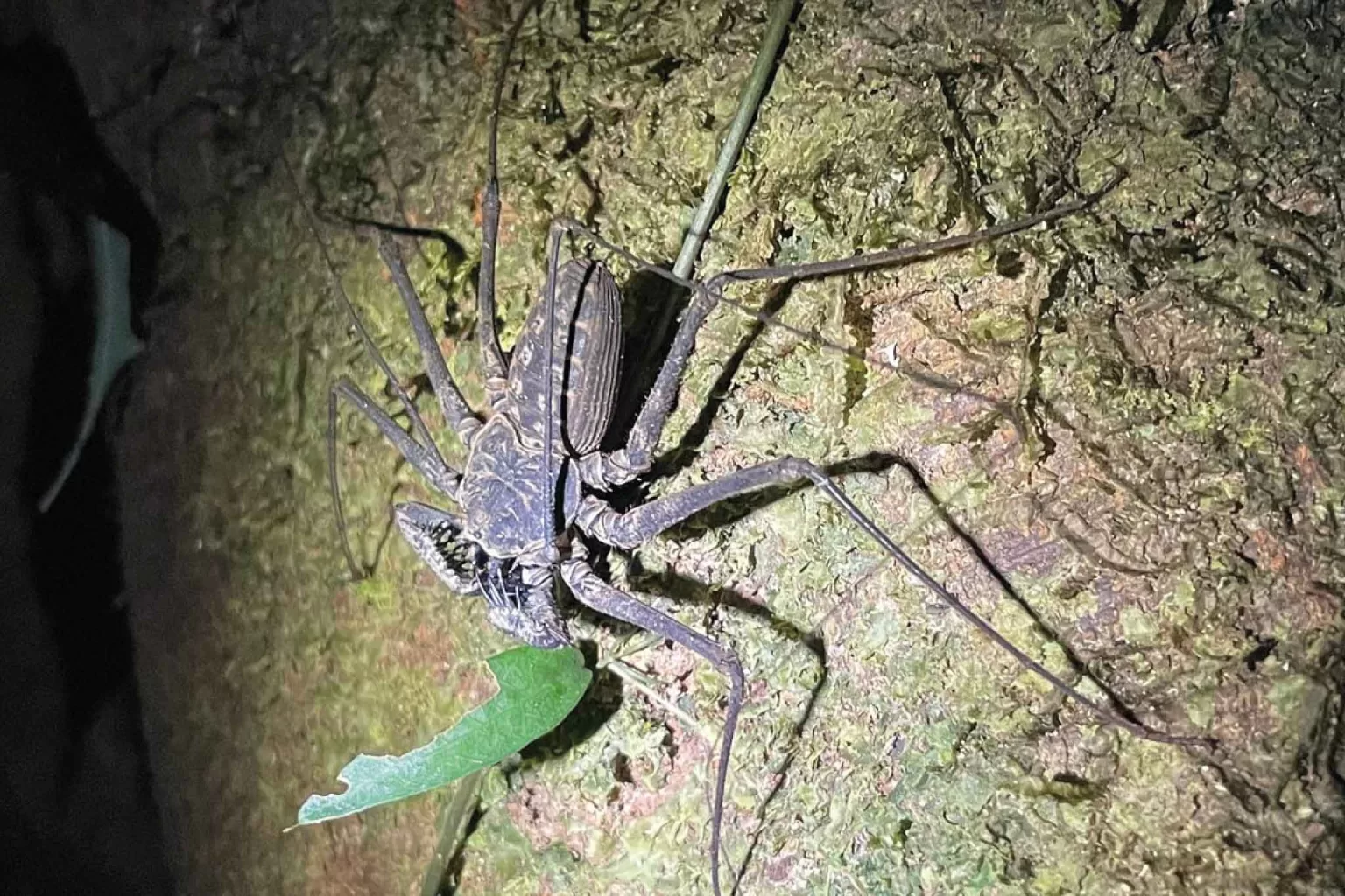 Paseo Nocturno por Manuel Antonio